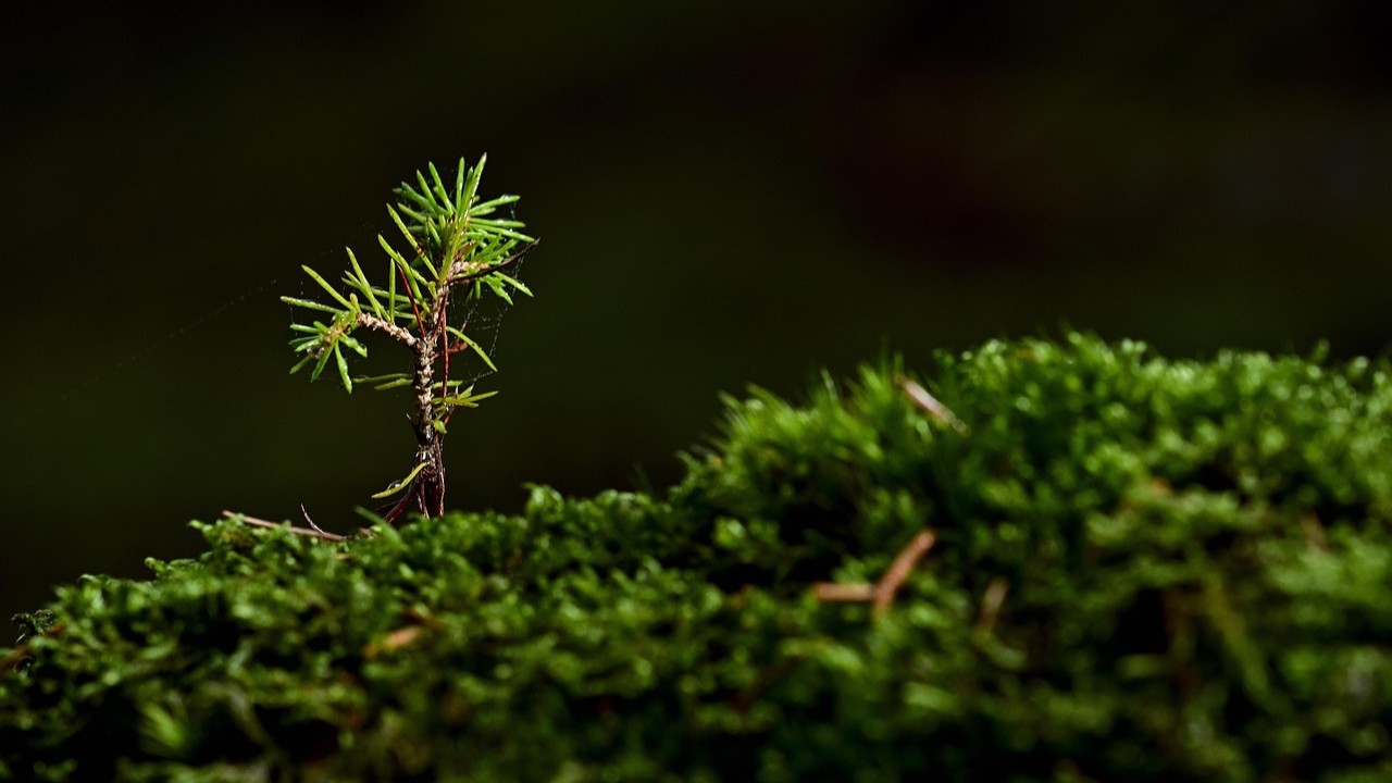 Klein dennenboompje dat groeit uit een bed van mos op een schaduwrijke ondergrond